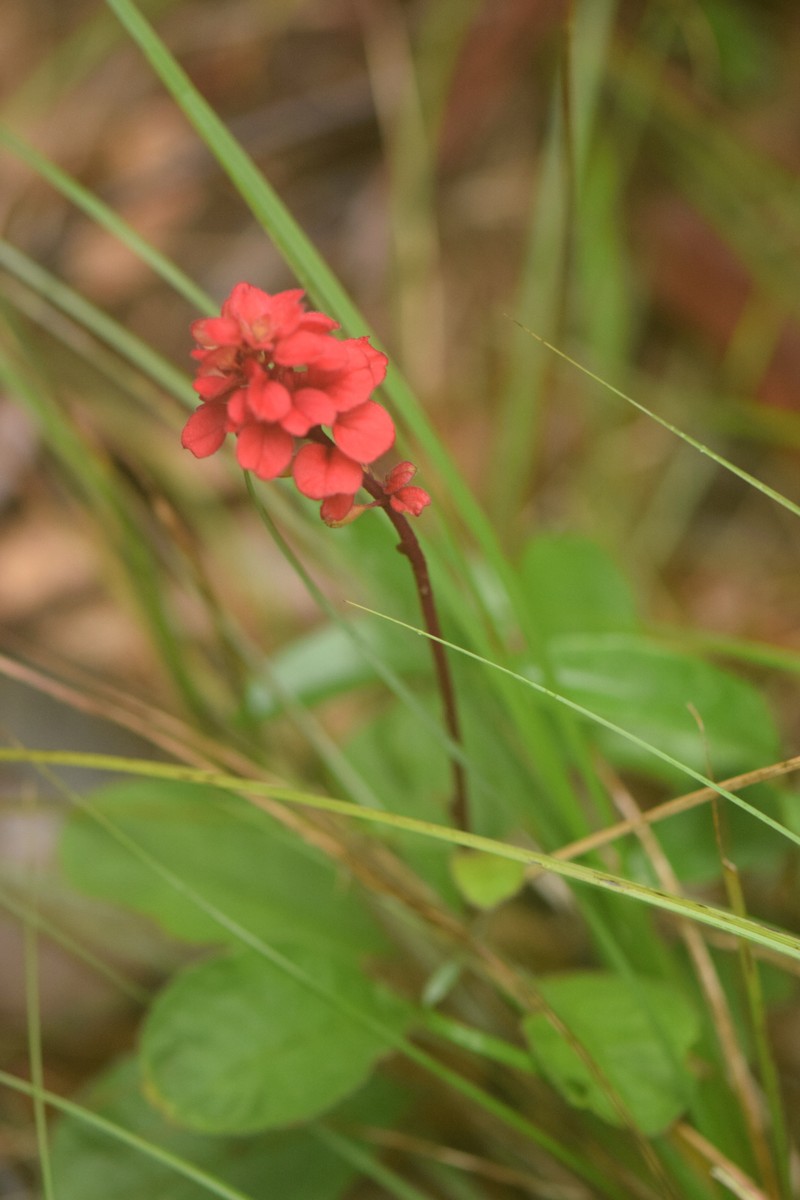 Amasonia calycina photo 5