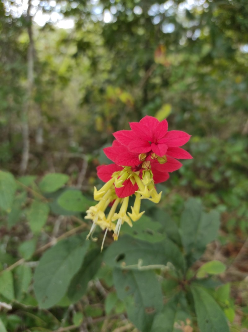 Amasonia calycina photo 6
