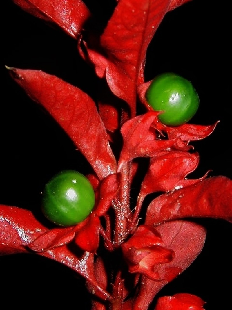 Amasonia campestris