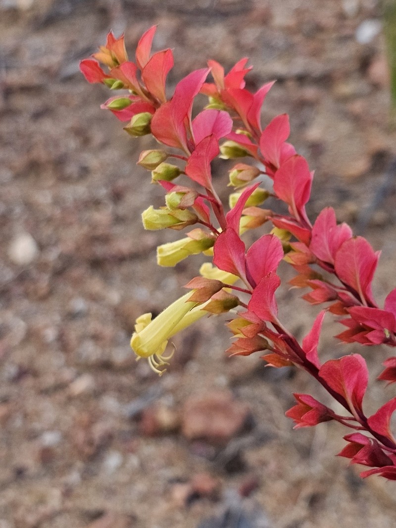 Amasonia campestris photo 2