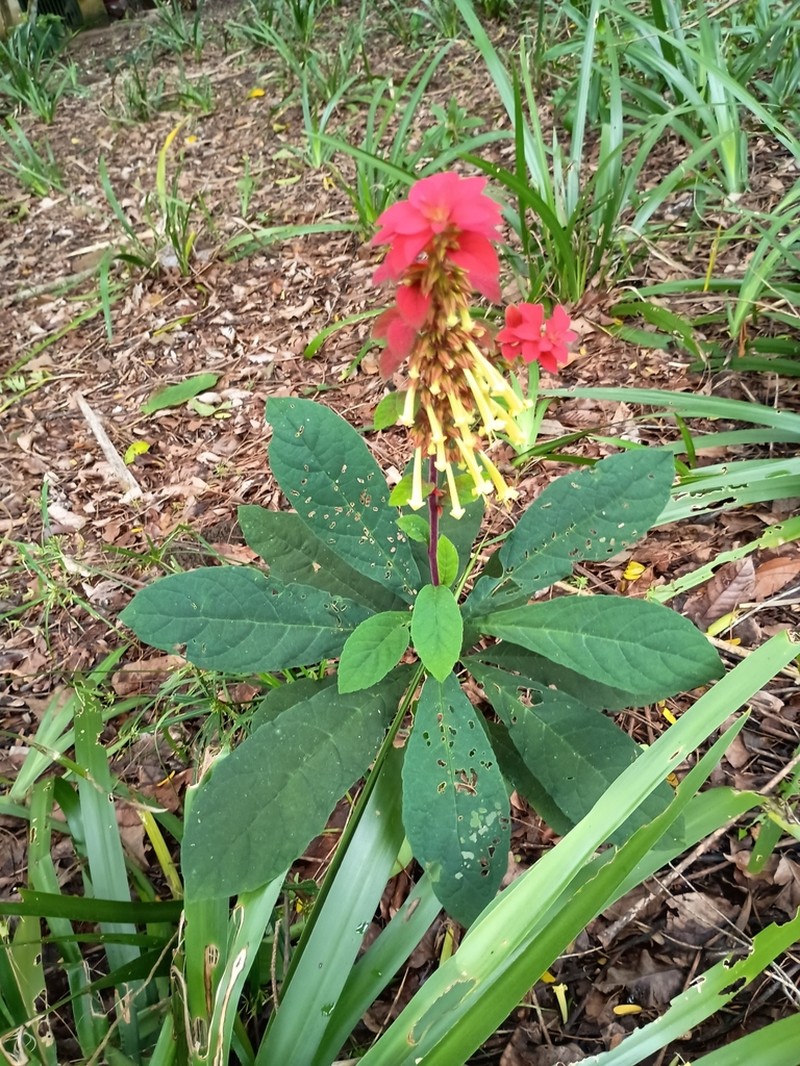 Amasonia campestris photo 3
