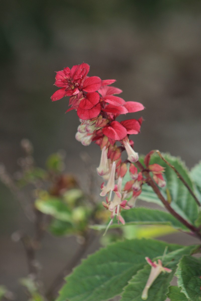 Amasonia campestris photo 5