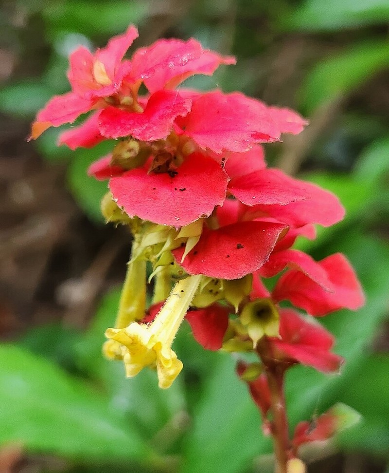 Amasonia campestris photo 6