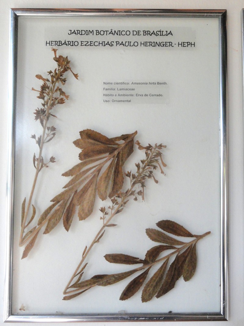 Amasonia hirta