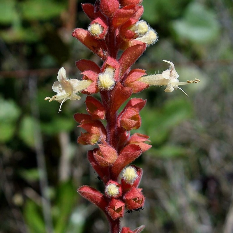 Amasonia hirta photo 2