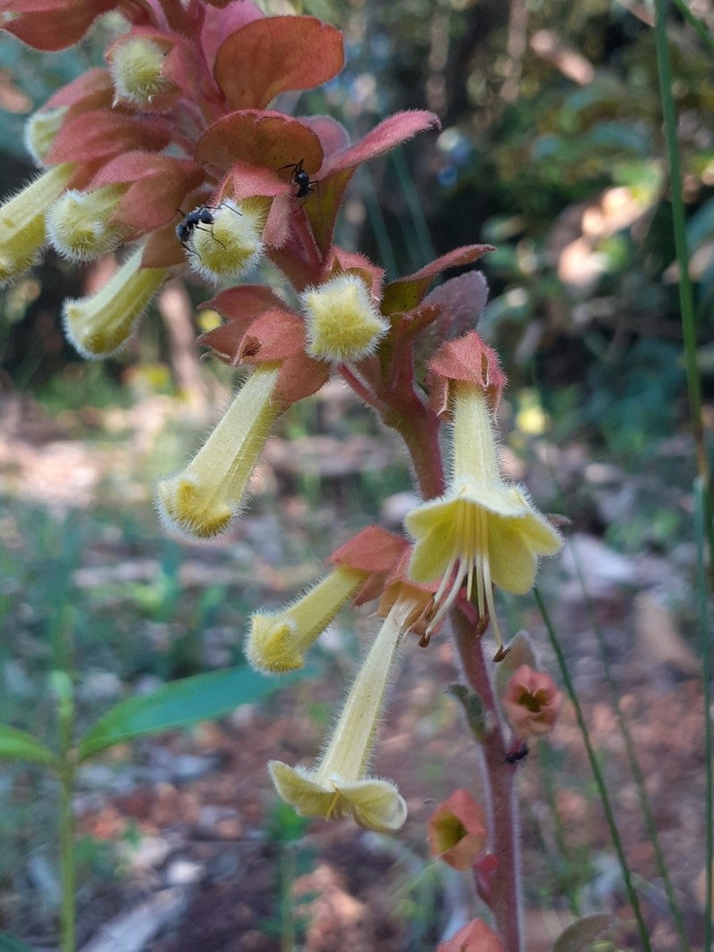 Amasonia hirta photo 3