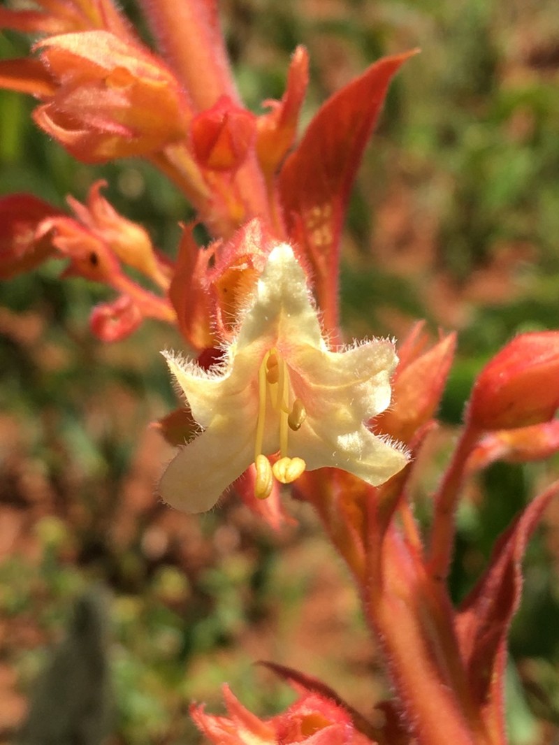 Amasonia hirta photo 4