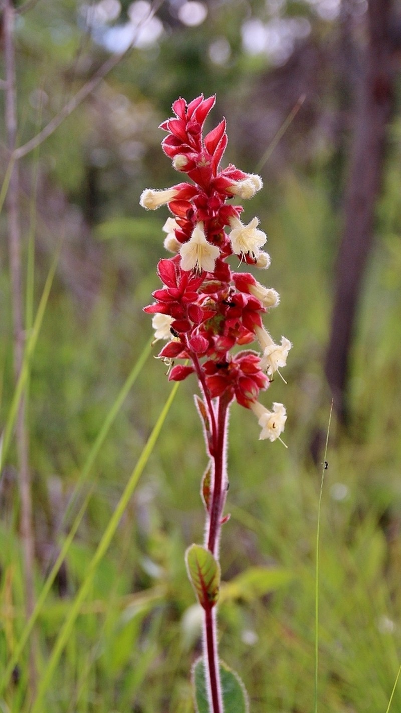 Amasonia hirta photo 5