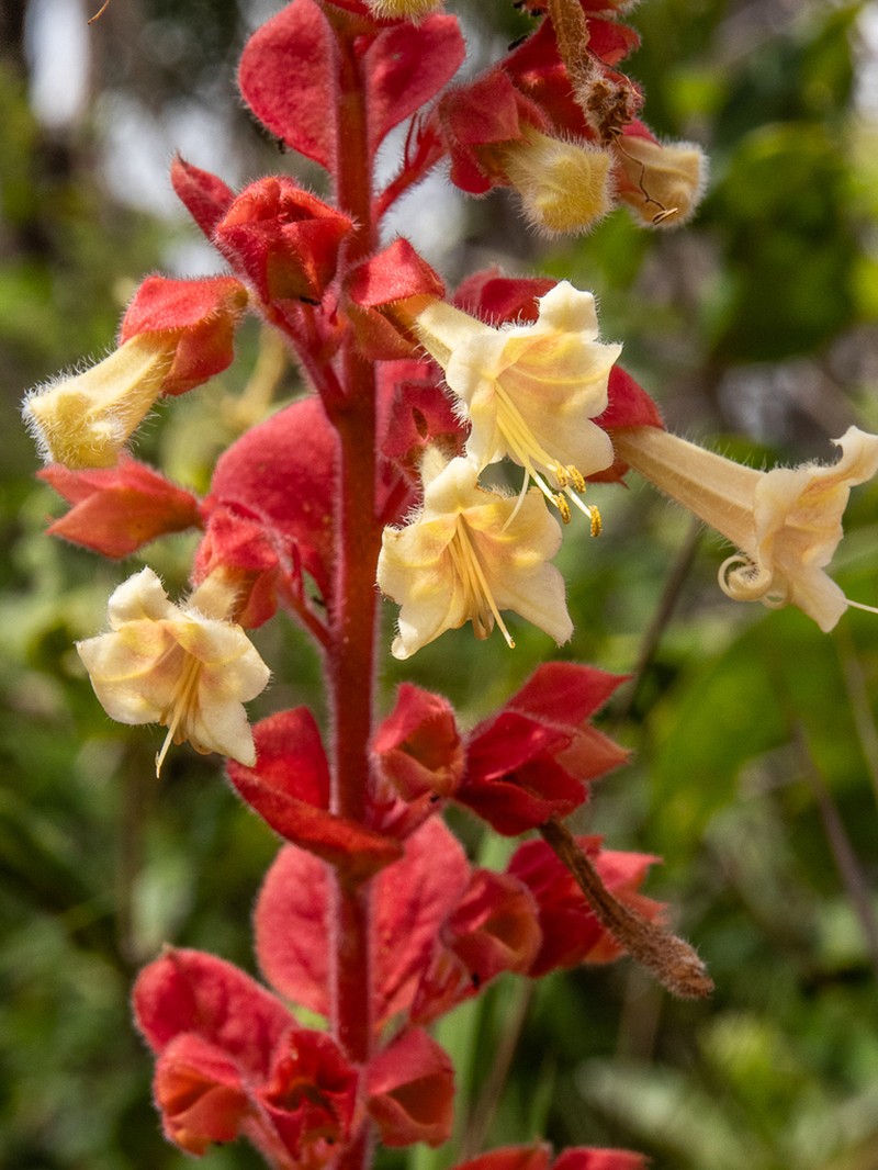 Amasonia hirta photo 6