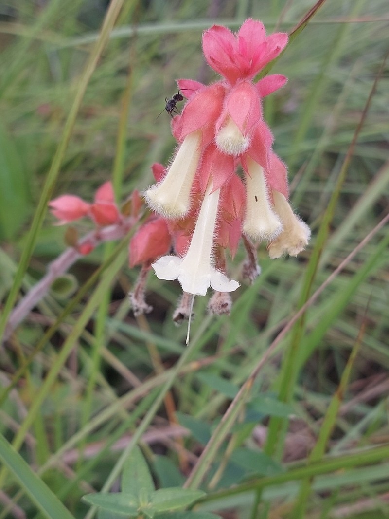 Amasonia hirta photo 7