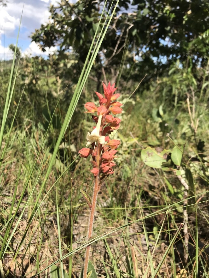 Amasonia hirta photo 8