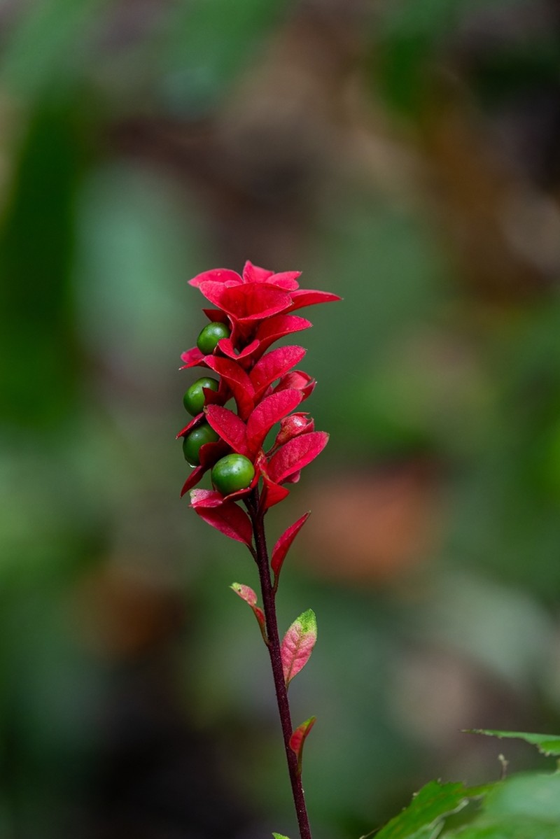 Amasonia lasiocaulos