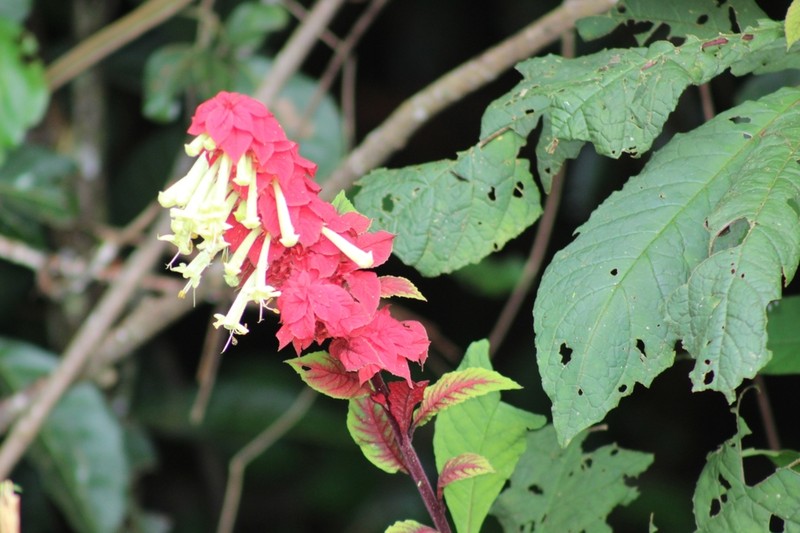 Amasonia lasiocaulos photo 2