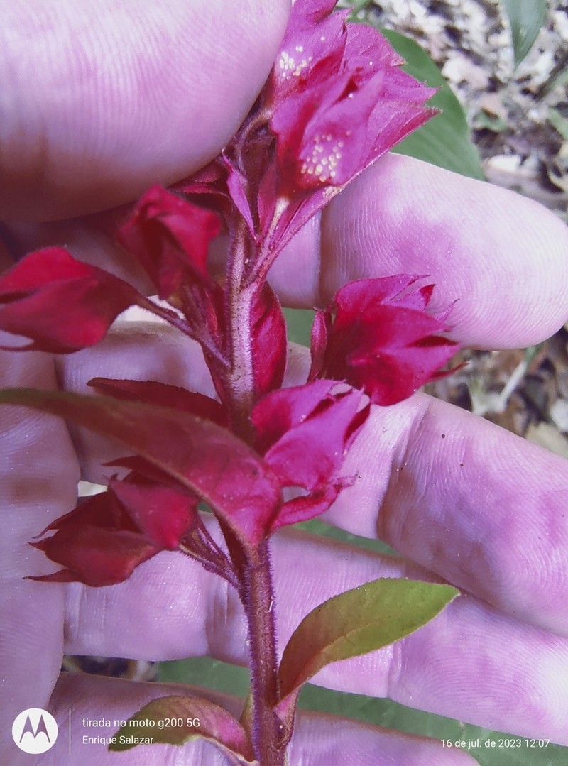 Amasonia lasiocaulos photo 6