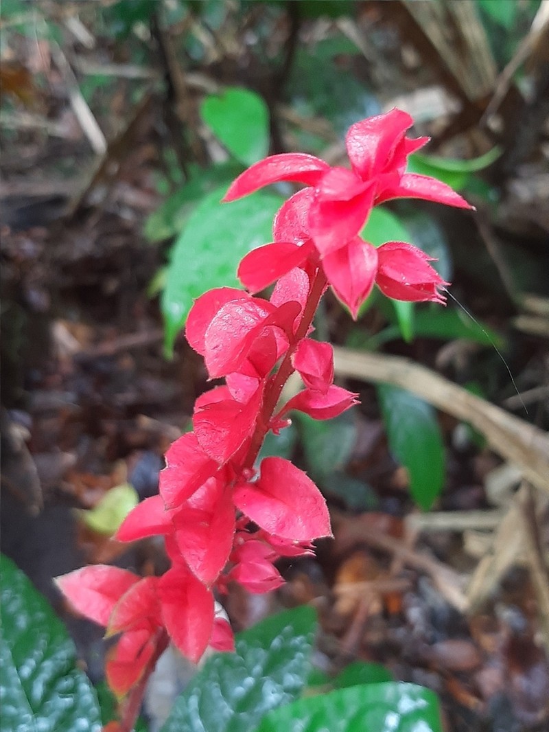 Amasonia lasiocaulos photo 7