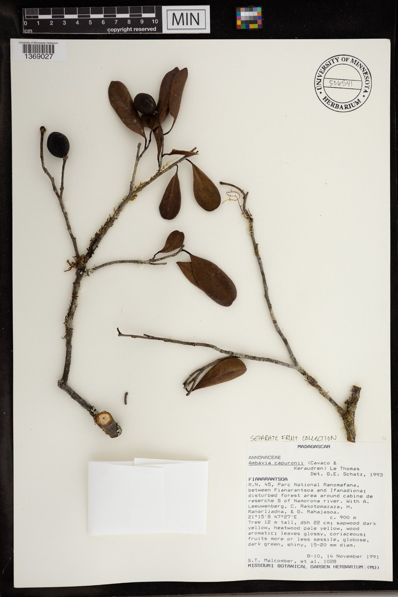 Ambavia capuronii