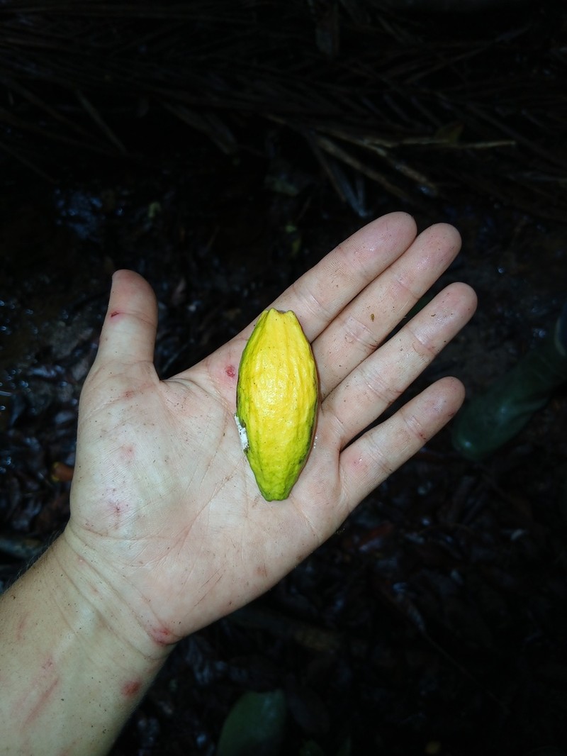Ambelania acida