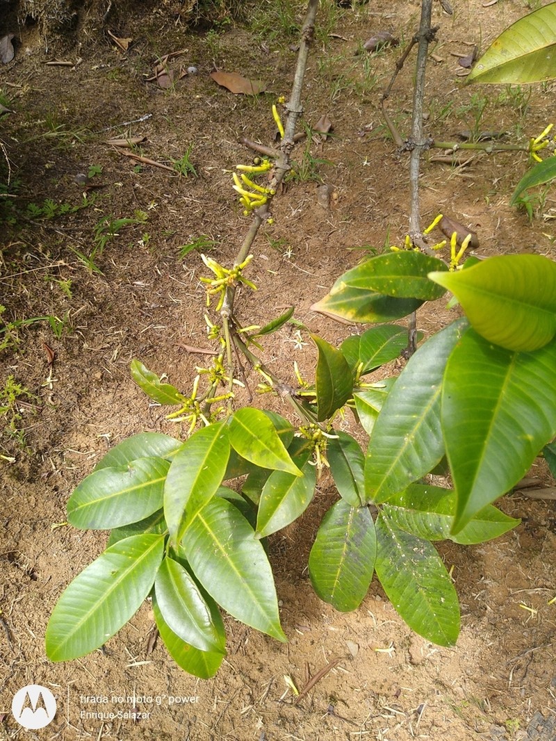 Ambelania acida photo 2