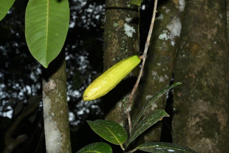 Ambelania acida photo 3
