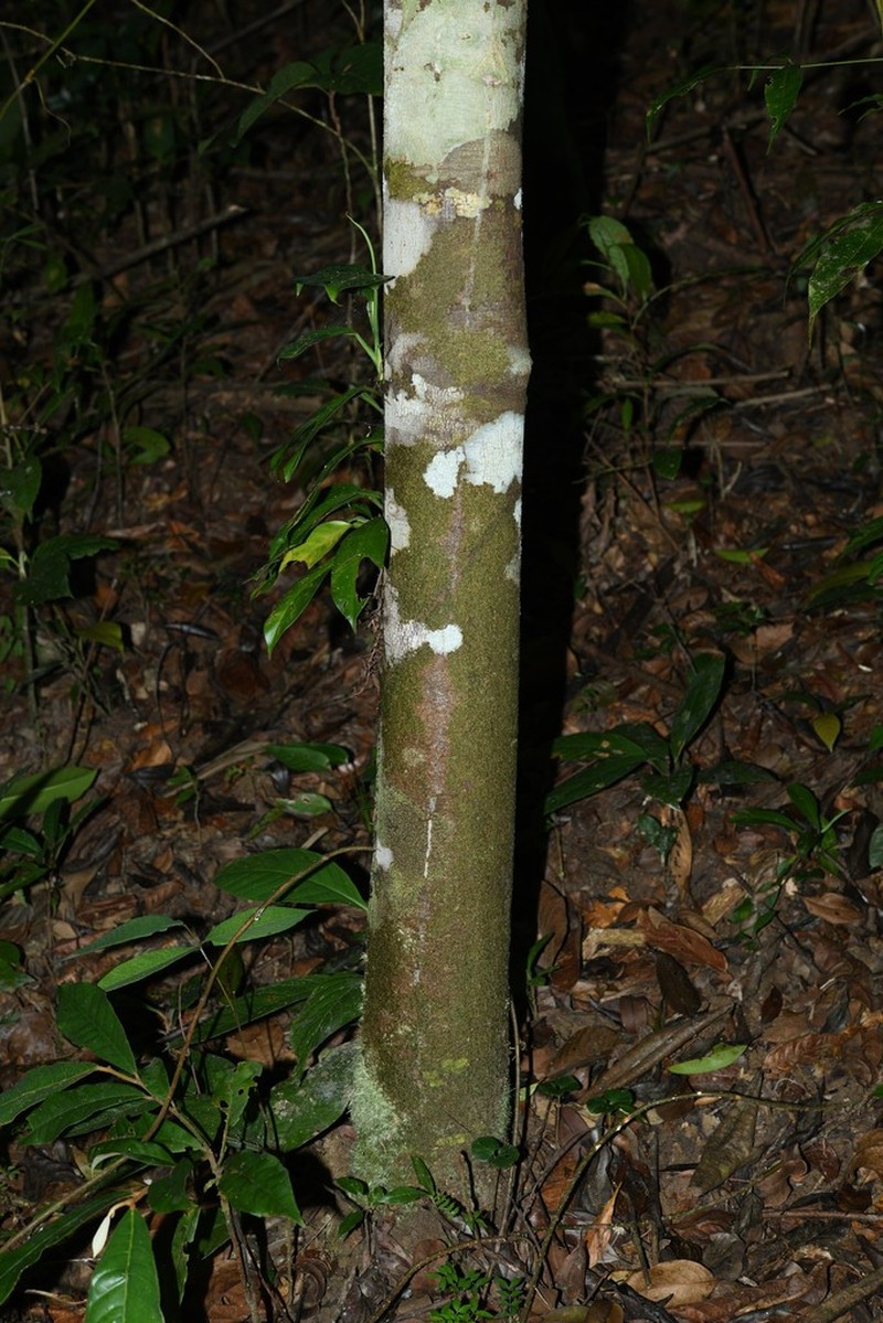 Ambelania acida photo 4