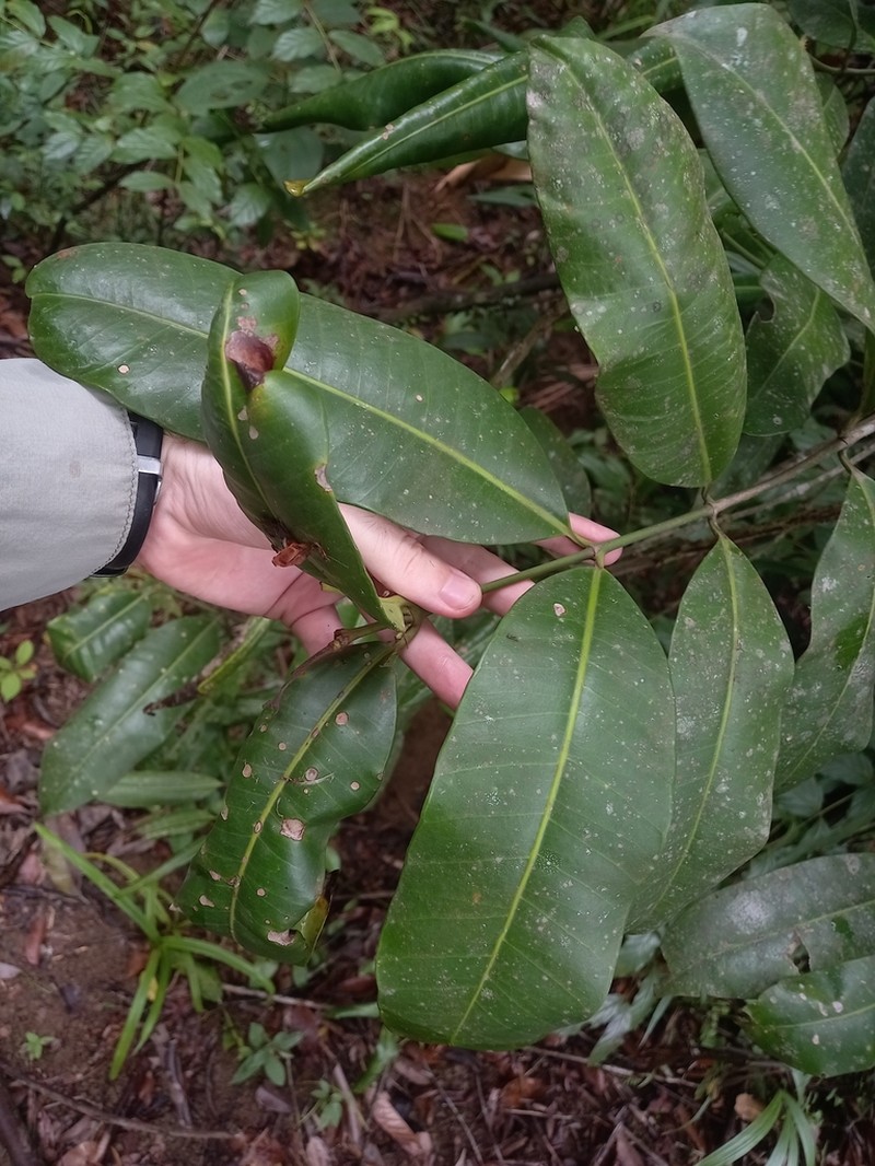 Ambelania acida photo 6