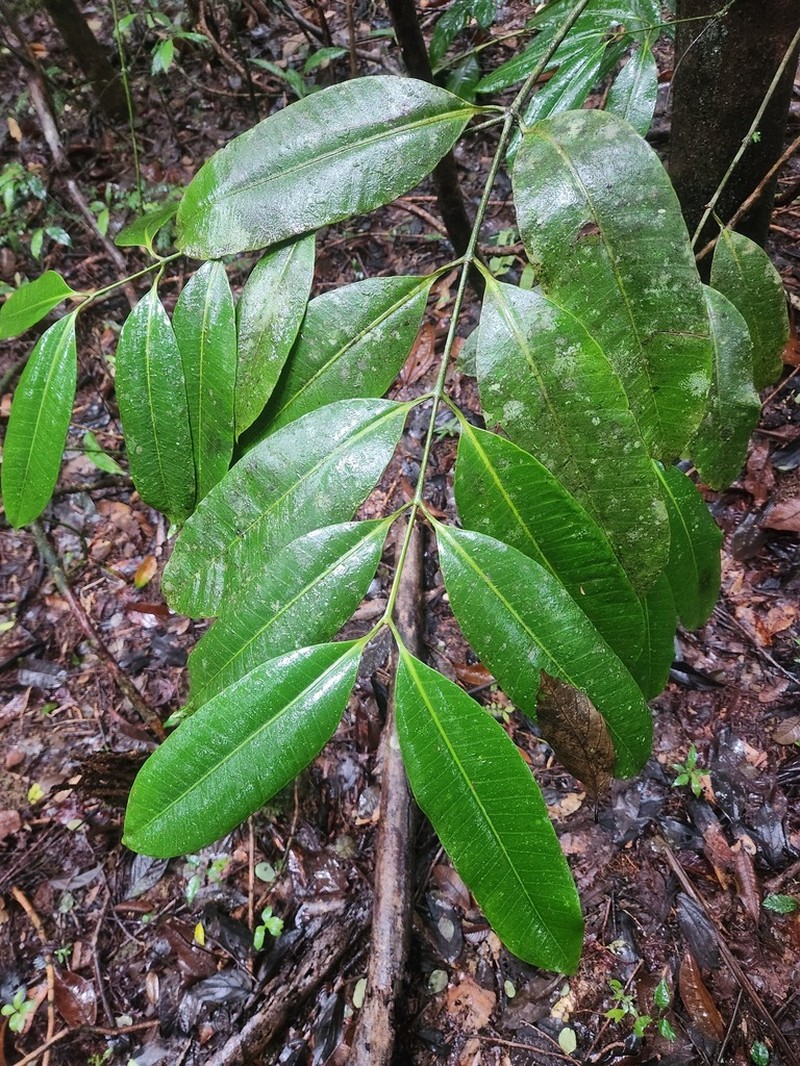 Ambelania acida photo 8