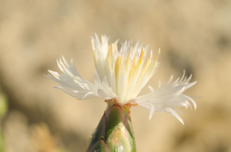 Amberboa bucharica photo 3