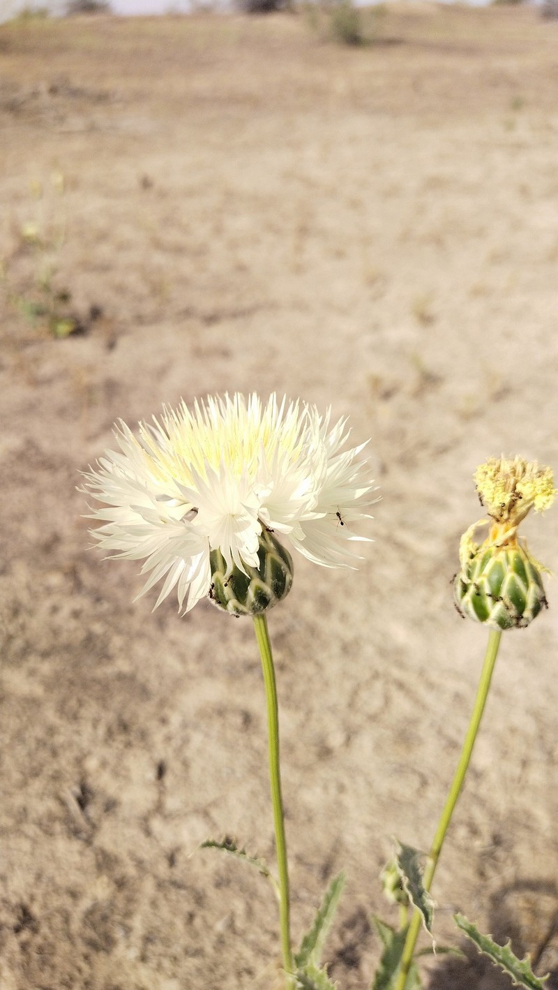 Amberboa bucharica photo 5