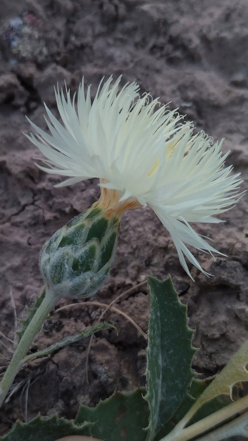 Amberboa bucharica photo 6