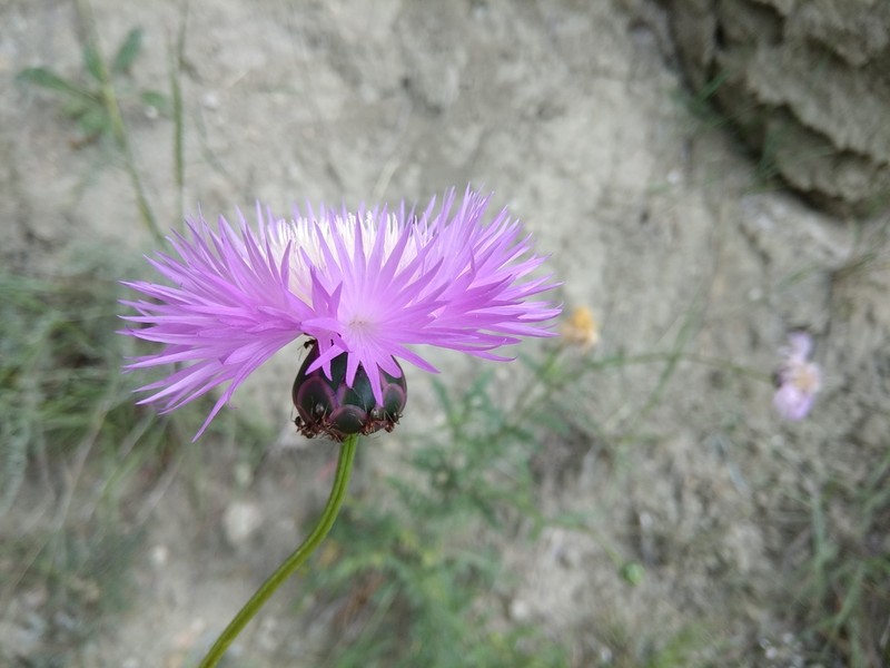 Amberboa daghestanica photo 8