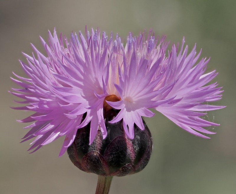 Amberboa glauca