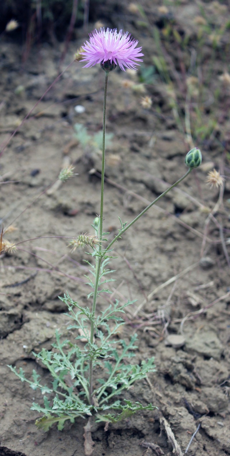 Amberboa glauca photo 3