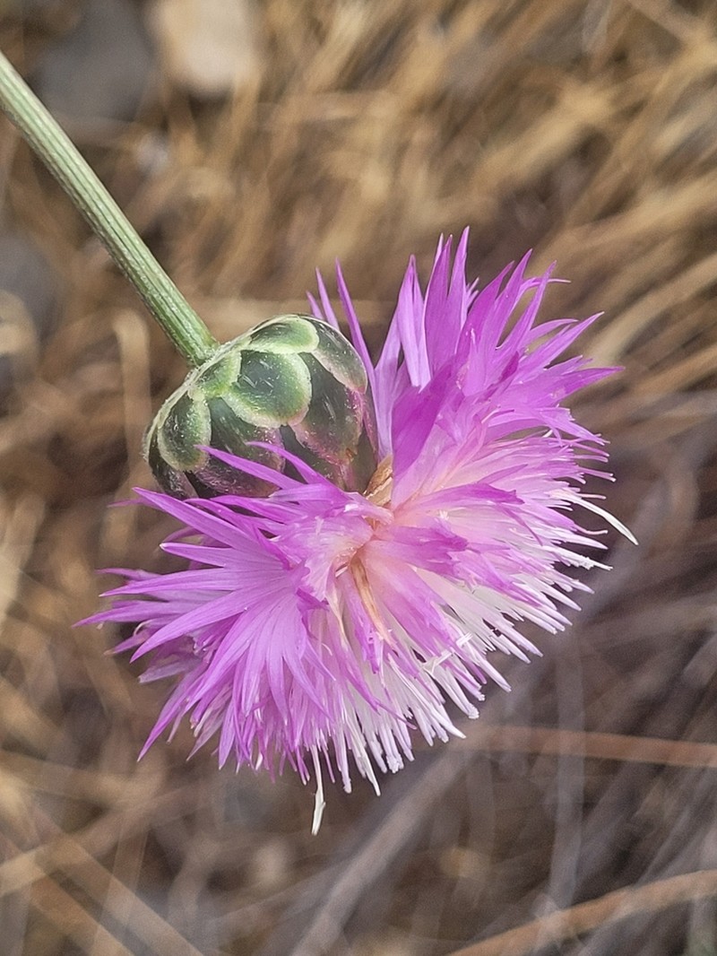 Amberboa glauca photo 5