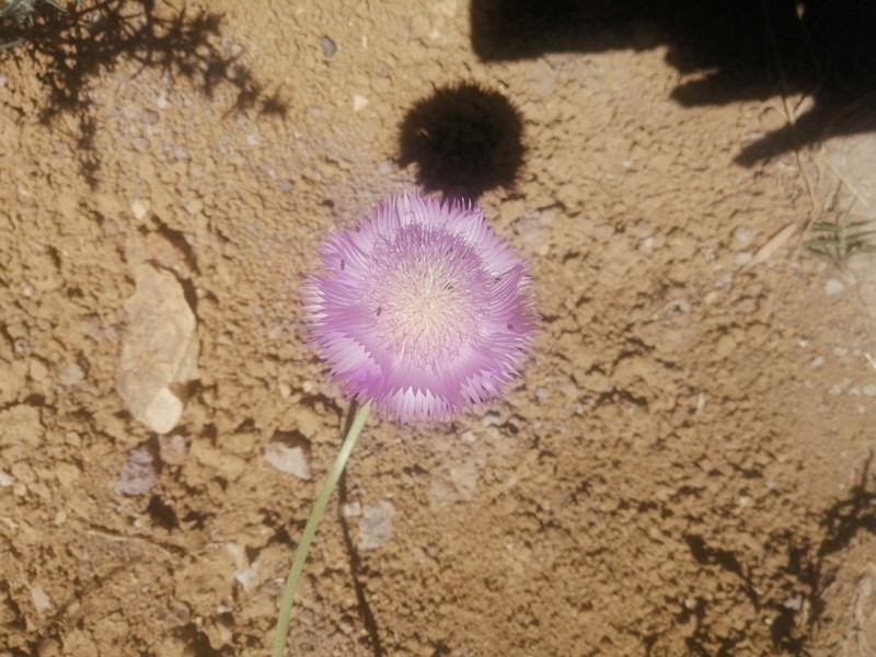 Sweetsultan photo 3