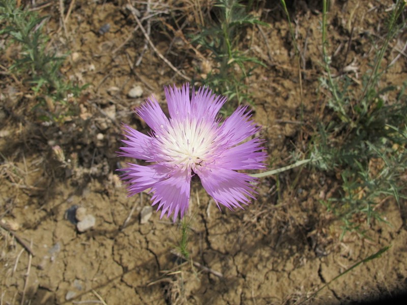 Sweetsultan photo 5
