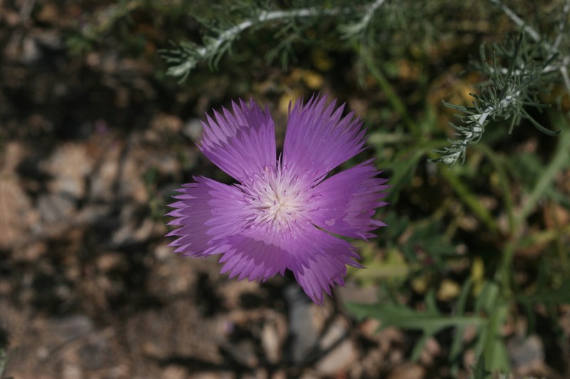 Sweetsultan photo 6