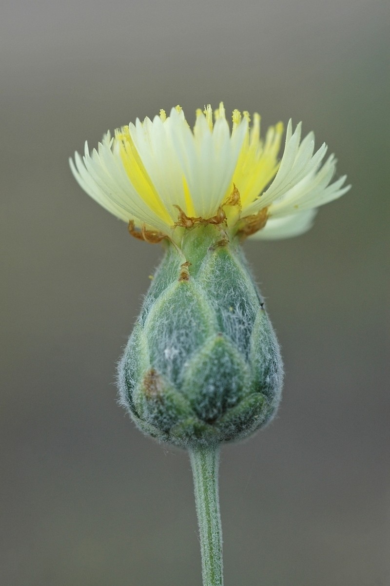 Amberboa turanica