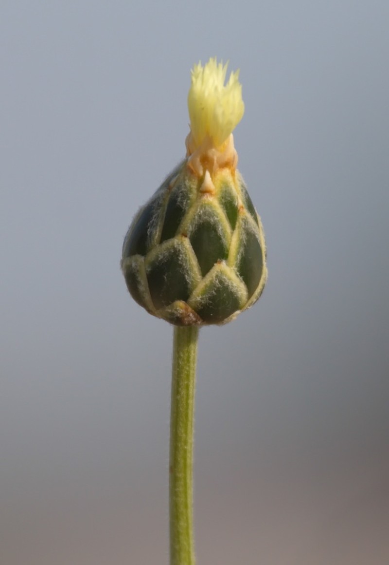 Amberboa turanica photo 2