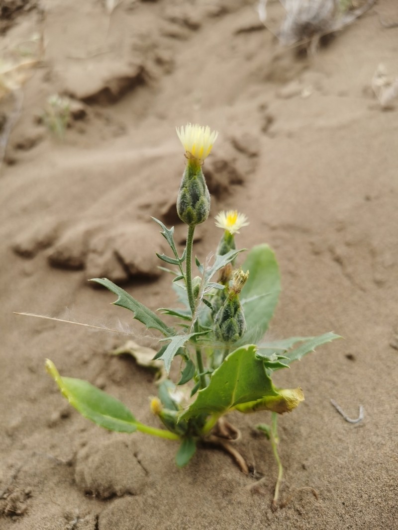 Amberboa turanica photo 7