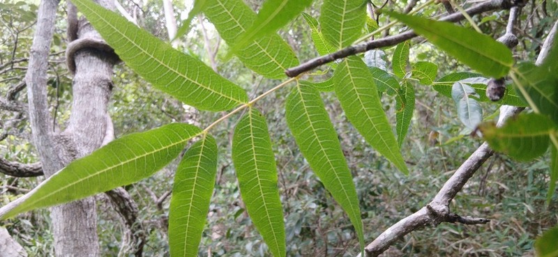 Ambilobea madagascariensis