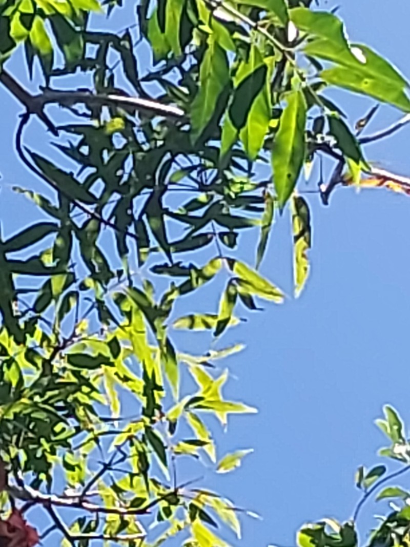 Ambilobea madagascariensis photo 2