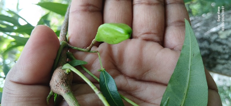 Ambilobea madagascariensis photo 3