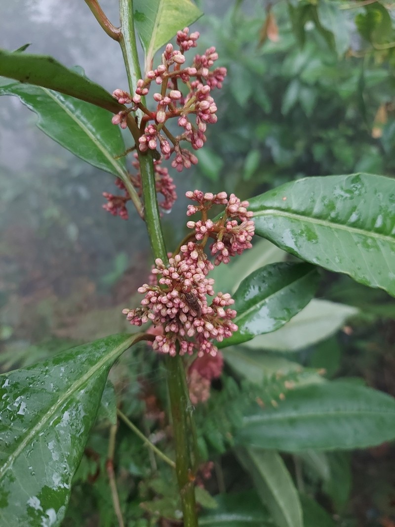 Amblyanthopsis bhotanica photo 2