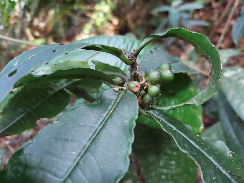Amblyanthopsis bhotanica photo 3
