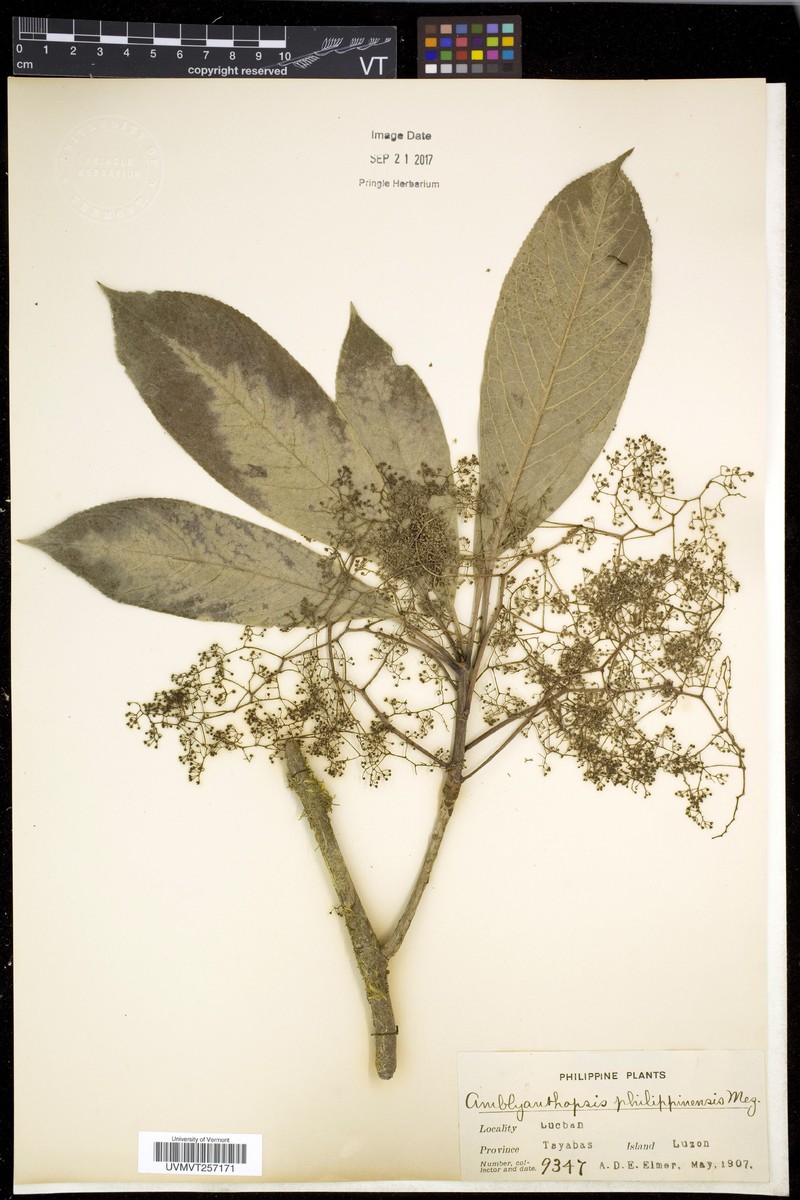 Amblyanthopsis philippinensis