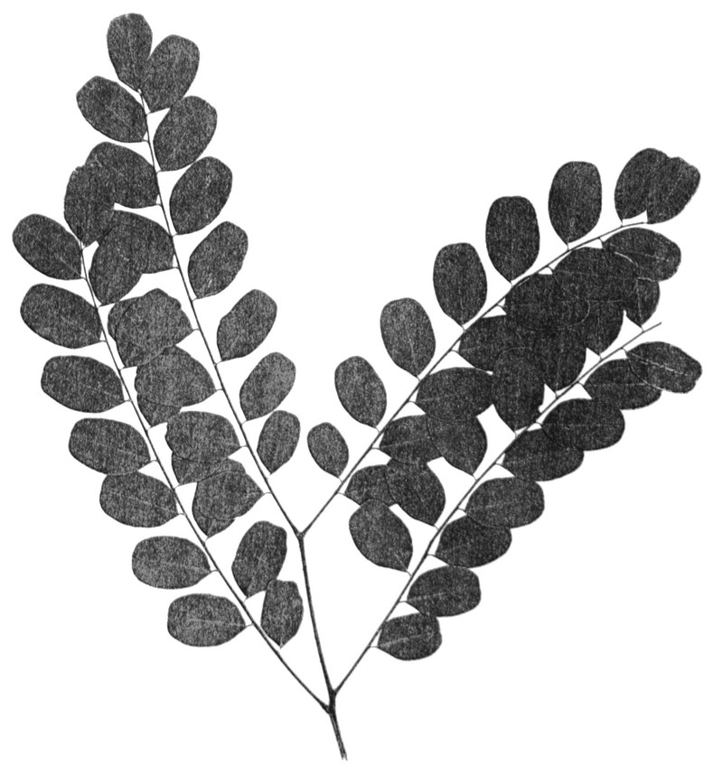 Amblygonocarpus andongensis