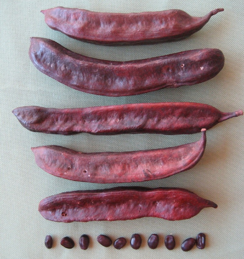 Amblygonocarpus andongensis photo 2