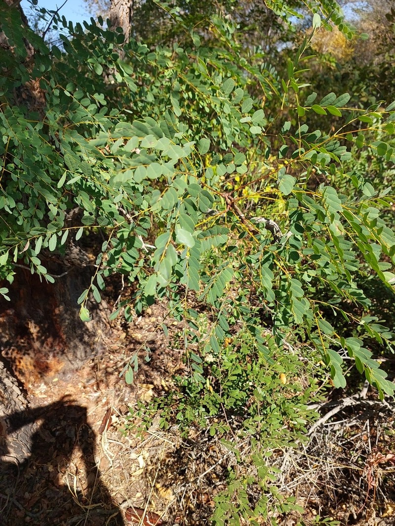 Amblygonocarpus andongensis photo 3