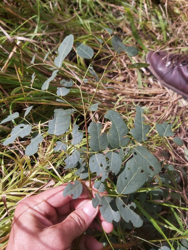 Amblygonocarpus andongensis photo 4