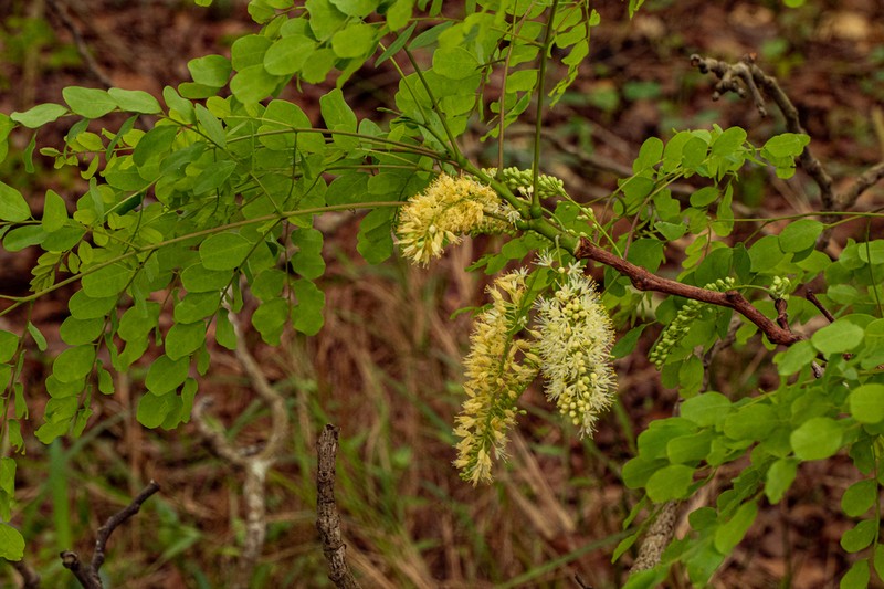 Amblygonocarpus andongensis photo 5